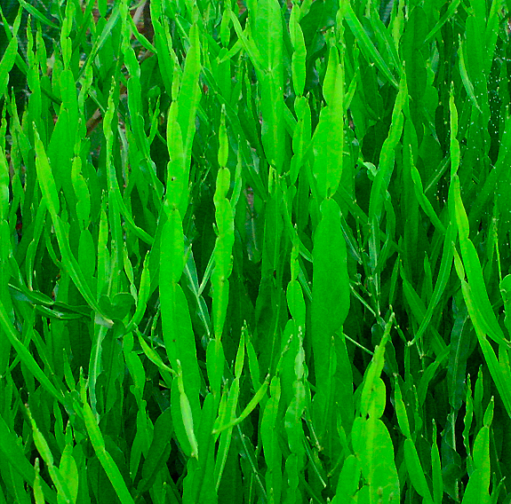 Hojas de Carqueja